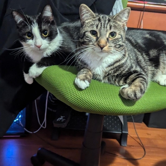 Meet your Posher, Rin - Picture 1 of 1